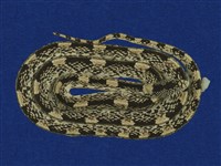 藏品(疣唇蛇)的圖片